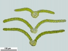 Zygodon stirtonii