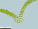 Zygodon stirtonii