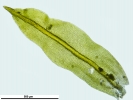 Zygodon stirtonii