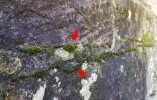 Zygodon stirtonii