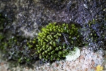 Zygodon stirtonii
