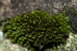 Zygodon stirtonii