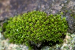 Zygodon stirtonii