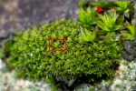 Zygodon stirtonii