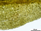 Encalypta longicolla