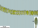 Encalypta ciliata