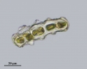 Acromastigum inaequilaterum