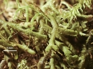 Acromastigum inaequilaterum