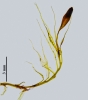 Tetraplodon angustatus
