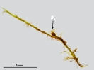 Tetraplodon angustatus