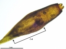 Tetraplodon angustatus