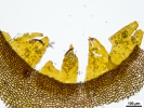 Tetraplodon angustatus
