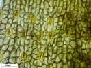 Tetraplodon angustatus