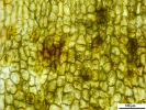 Tetraplodon angustatus