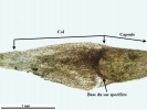 Tetraplodon angustatus