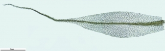 Tetraplodon angustatus