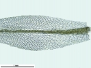 Tetraplodon angustatus