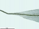 Tetraplodon angustatus