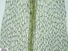 Tetraplodon angustatus