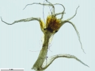 Tetraplodon angustatus