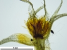Tetraplodon angustatus