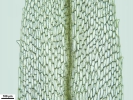 Tetraplodon angustatus