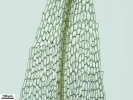Tetraplodon angustatus