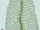 Tetraplodon angustatus