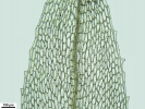 Tetraplodon angustatus