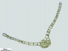 Tetraplodon angustatus
