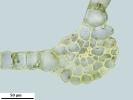 Tetraplodon angustatus