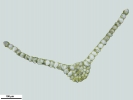 Tetraplodon angustatus
