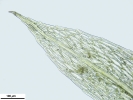 Ptychostomum touwii