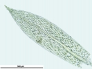 Ptychostomum touwii