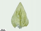 Eurhynchiastrum diversifolium
