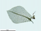 Tayloria tenuis
