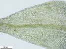Sciuro-hypnum reflexum