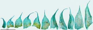 Sciuro-hypnum reflexum