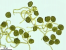 Mannia triandra