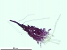 Mannia triandra