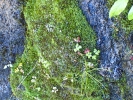 Fissidens osmundoides