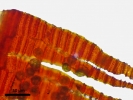 Fissidens osmundoides