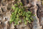 Radula complanata