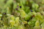 Radula complanata