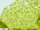 Radula complanata