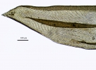 Meiothecium microcarpum