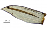 Meiothecium microcarpum