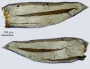 Meiothecium microcarpum