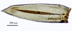 Meiothecium microcarpum