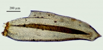 Meiothecium microcarpum
